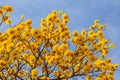 Branches of a yellow flowering ipe tree. Royalty Free Stock Photo