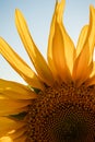 Top of yellow sunflower against a blue sky. Royalty Free Stock Photo