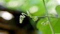 Young leaves of pumpkin Royalty Free Stock Photo