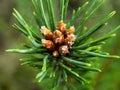 Top of a young pine with future cones and pine resin, top view