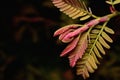 Top of young reddish tamarind leaves