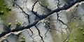 A Topdown View Of Ground Cracks Highlighting Earthquakerelated Cracking Ruined Land Surface And The