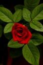 Red rose close up macro top front shot with leaves on a dark background Royalty Free Stock Photo