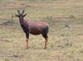 Topi Antelope in Uganda Africa Royalty Free Stock Photo