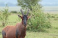 Topi looking at the camera. Royalty Free Stock Photo