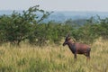 Topi antelope - Damaliscus lunatus