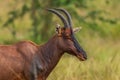 Topi antelope - Damaliscus lunatus