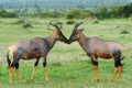 Topi Antelope Royalty Free Stock Photo