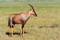 Topi Antelope Royalty Free Stock Photo