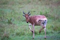 Topi antelope in the grassland of Kenya\'s savannah