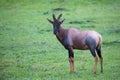 Topi antelope in the grassland of Kenya\'s savannah