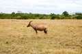 Topi antelope grazing in savannah at africa Royalty Free Stock Photo