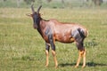 Topi Antelope in Grumeti Reserves Royalty Free Stock Photo