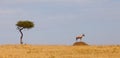Topi Antelope on guard Royalty Free Stock Photo