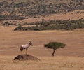 A Topi Antelope Guardian Royalty Free Stock Photo