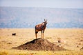 Topi antelope in Kenya Royalty Free Stock Photo