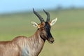 Topi antelope