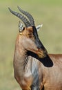 Topi antelope Royalty Free Stock Photo