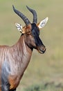 Topi antelope