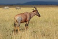Topi antelope and zebras Royalty Free Stock Photo