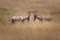 Topi antelopes in the field Royalty Free Stock Photo