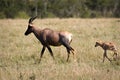 Topi with calf Royalty Free Stock Photo