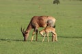 Baby topi and its mom, in the african savannah.