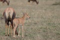 Baby topi and its mom in the african savannah.