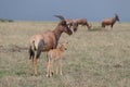 Baby topi and its mom in the african savannah.