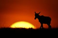 Topi calf walks along horizon at sunrise Royalty Free Stock Photo