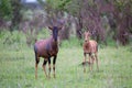 A Topi couple in the Kenyan savanna Royalty Free Stock Photo