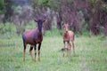 A Topi couple in the Kenyan savanna Royalty Free Stock Photo