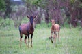 A Topi couple in the Kenyan savanna Royalty Free Stock Photo