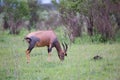 A Topi couple in the Kenyan savanna
