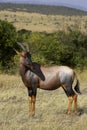 TOPI damaliscus korrigum, Adult in Savanna, Masai Mara Park in Kenya