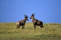 Topi, damaliscus korrigum, Adults, Masai Mara Park in Kenya Royalty Free Stock Photo