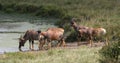 Topi, damaliscus korrigum, Group standing at the Water hole, Masai Mara Park in Kenya