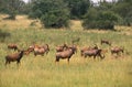 Topi, damaliscus korrigum, Herd in Savanna, Masai Mara Park in Kenya Royalty Free Stock Photo