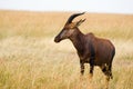 Topi (damaliscus korrigum) Royalty Free Stock Photo