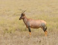 Topi  Damaliscus lunatus jimela Royalty Free Stock Photo