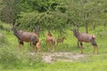 Topi Family in the Savannah