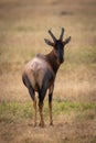 Topi on grassland looking back at camera Royalty Free Stock Photo