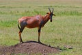 Topi, Maasai Mara Game Reserve, Kenya