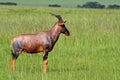 Topi male territorial display, Masai Mara Royalty Free Stock Photo