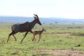 Baby topi and its mom running in the african savannah. Royalty Free Stock Photo