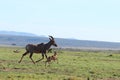 Baby topi and its mom running in the african savannah. Royalty Free Stock Photo