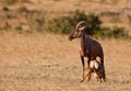 Topi mother and calf