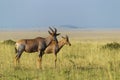 Topi mother with calf