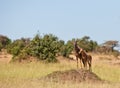 A Topi mother with her calf Royalty Free Stock Photo