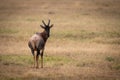 Topi on savannah looking back at camera Royalty Free Stock Photo